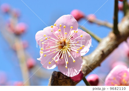 紅梅 紅梅 9682110