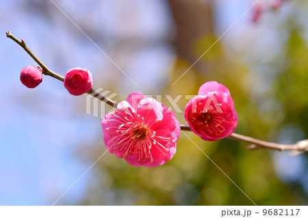 紅梅 紅梅 9682117