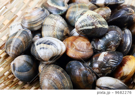 あさり 9682276