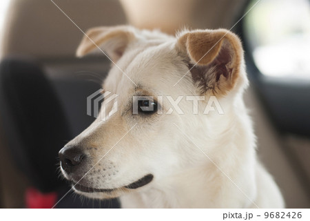 雑種犬の写真素材