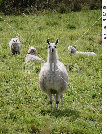lama 9682986