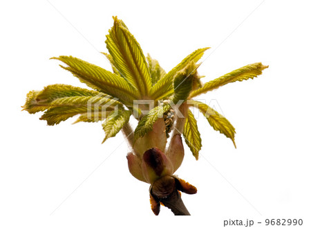 chestnut tree spring sprouts 9682990