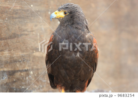 ハリスホーク 9683254