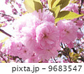 八重桜 9683547