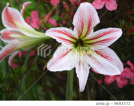 アマリリス 9683572