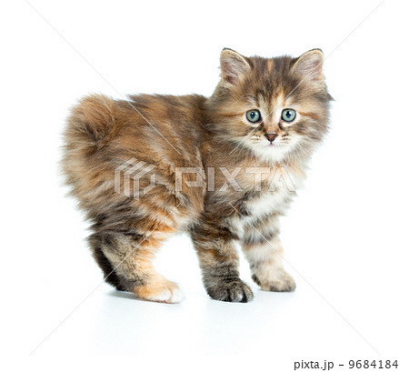 Kuril bobtail kitten looking to camera isolated 9684184