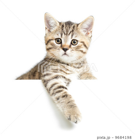 Cat or kitten isolated on white Cat or kitten isolated on white 9684198