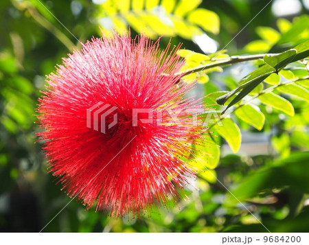 オオベニゴウカン 9684200