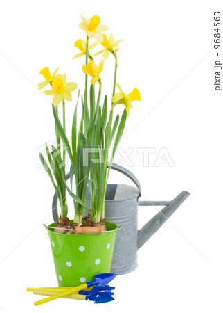 pot of daffodils with gardening tools  9684563