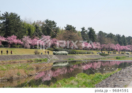 京都 半木の道の紅枝垂れ桜 京都 半木の道の紅枝垂れ桜 9684591