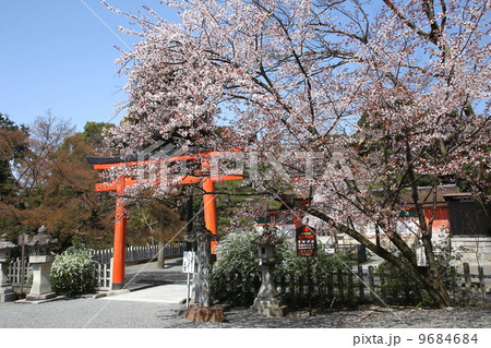 京都 吉田神社 大元宮前のヤマザクラ 京都 吉田神社 大元宮前のヤマザクラ 9684684