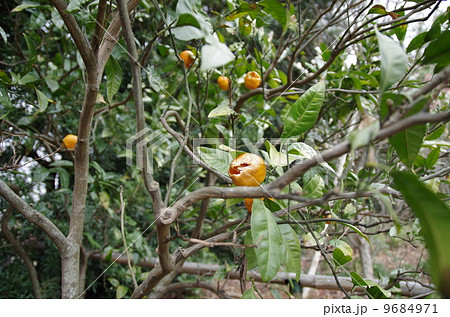 鳥に荒らされたミカン 9684971