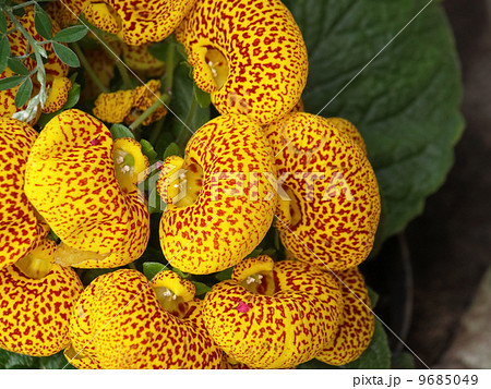 カルセオラリア 9685049