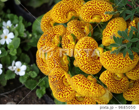 カルセオラリア 9685050