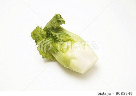 蕾菜 蕾菜 9685249