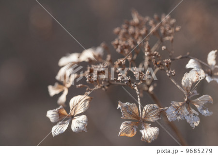 紫陽花のドライフラワー 紫陽花のドライフラワー 9685279