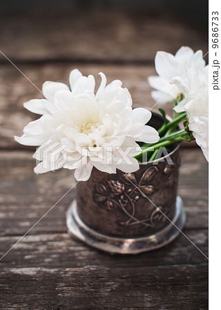 White Flowers Chrysanthemum in the metal bowl White Flowers Chrysanthemum in the metal bowl 9686733