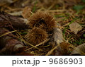 落ちた栗 9686903