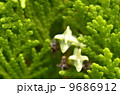 ひばの花 9686912