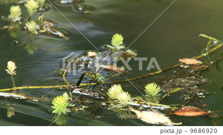 生き物 昆虫 クロスジギンヤンマの産卵 生き物 昆虫 クロスジギンヤンマの産卵 9686920