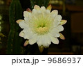 サボテンの花 9686937