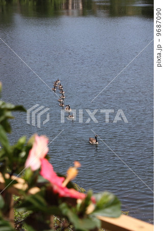 ギースの親子 9687090