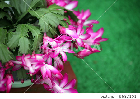 シャコバサボテン 9687101