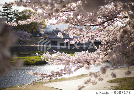 京都　桜 9687178