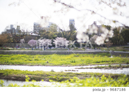 京都　桜 9687186