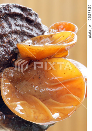 チャワンタケ 9687389