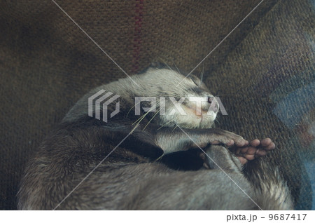 カワウソ 9687417