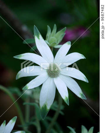 フランネルフラワー 9687482