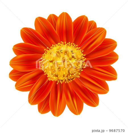Mexican sunflower weed 9687570