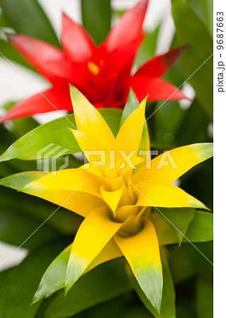 グズマニア グズマニア 9687663