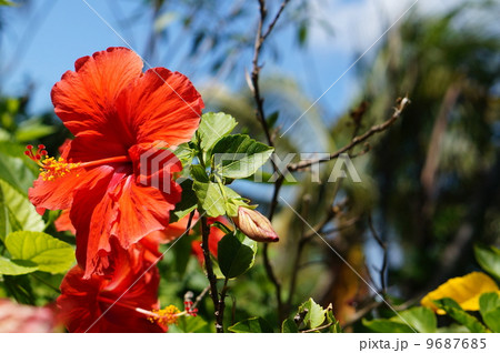 ハイビスカス ハイビスカス 9687685