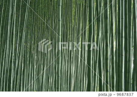 緑の竹林 緑の竹林 9687837
