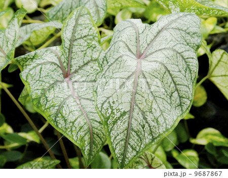 観葉植物　06 9687867