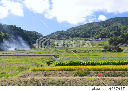 長谷(ながたに)の棚田(初秋、収穫の季節)「日本棚田100選」「にほんの里100選」 長谷(ながたに)の棚田(初秋、収穫の季節)「日本棚田100選」「にほんの里100選」 9687937