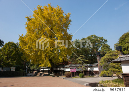 熊本城旧細川刑部邸門前の銀杏の黄葉 9687955