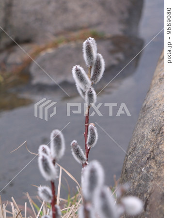 ネコヤナギ 9689080