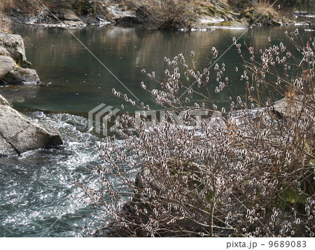 ネコヤナギ 9689083