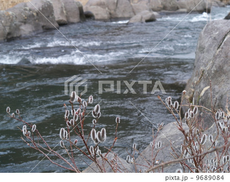 ネコヤナギ ネコヤナギ 9689084