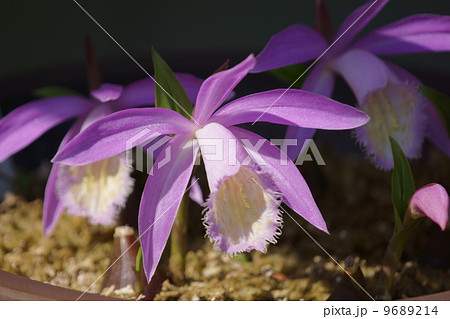 大輪朱鷺草 タイリントキソウと申します。 9689214