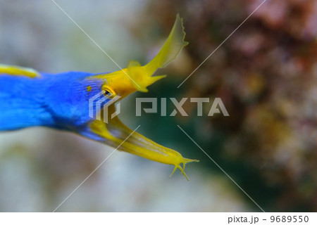 ハナヒゲウツボ ハナヒゲウツボ 9689550