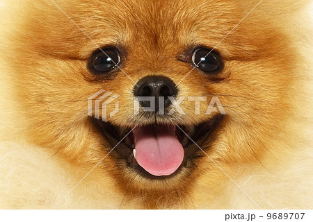 Little funny spitz close-up 9689707