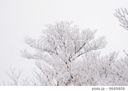 樹氷 9689808