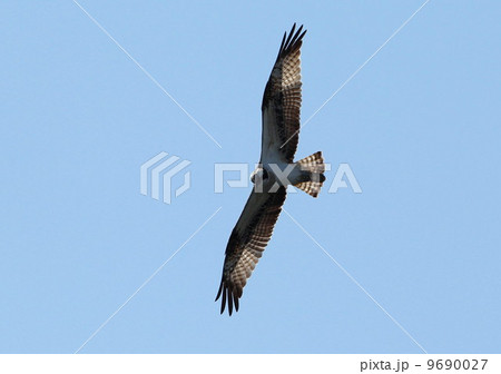 ミサゴ ミサゴ 9690027