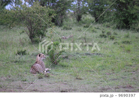 チーター　マサイマラ国立保護区 9690397