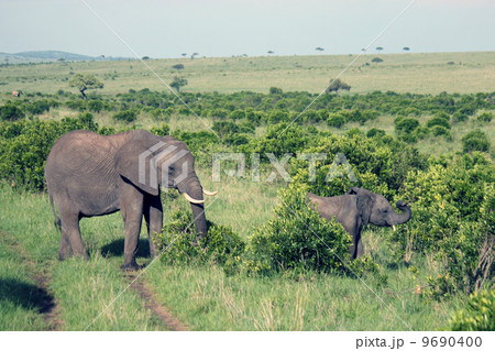 象の親子　マサイマラ国立保護区 9690400