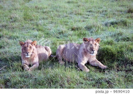 二頭の雄ライオン　マサイマラ国立保護区 9690410